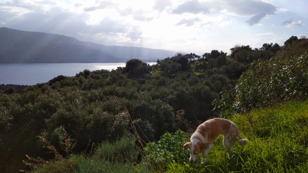 Ελαιώνας με την Στέφη