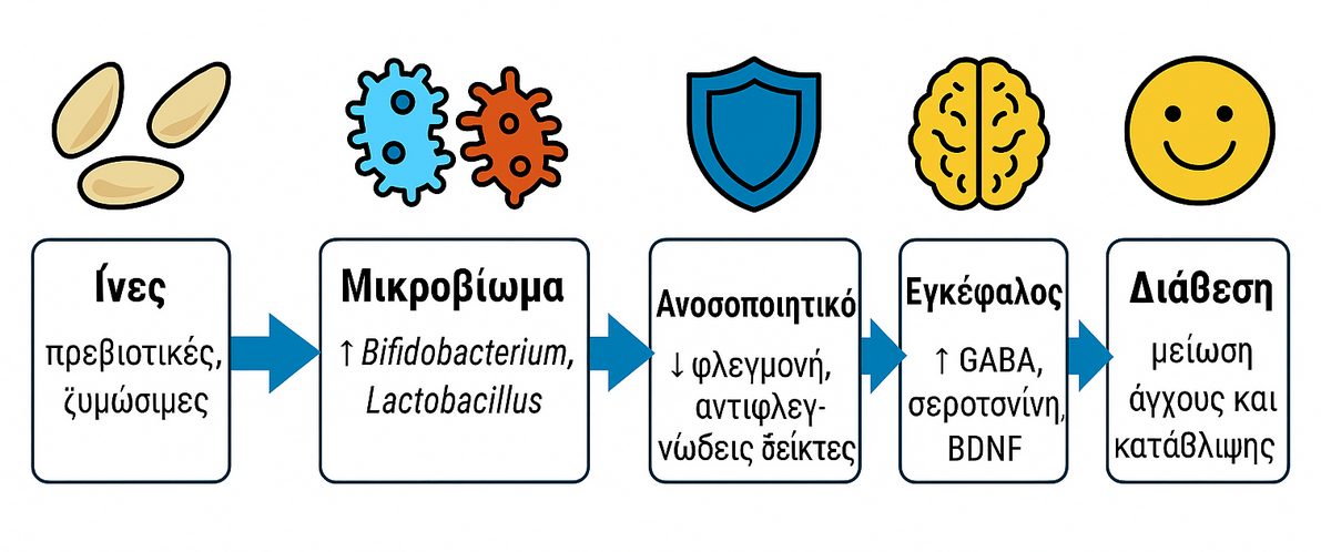 Θετική επίδραση πρε και προ βιοτικών